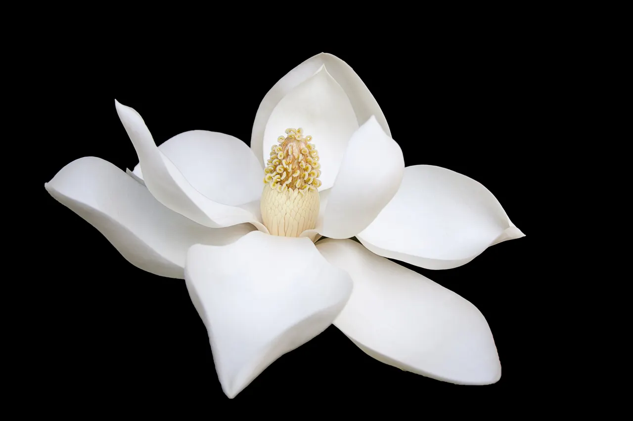 A single white magnolia bloom against a black ground