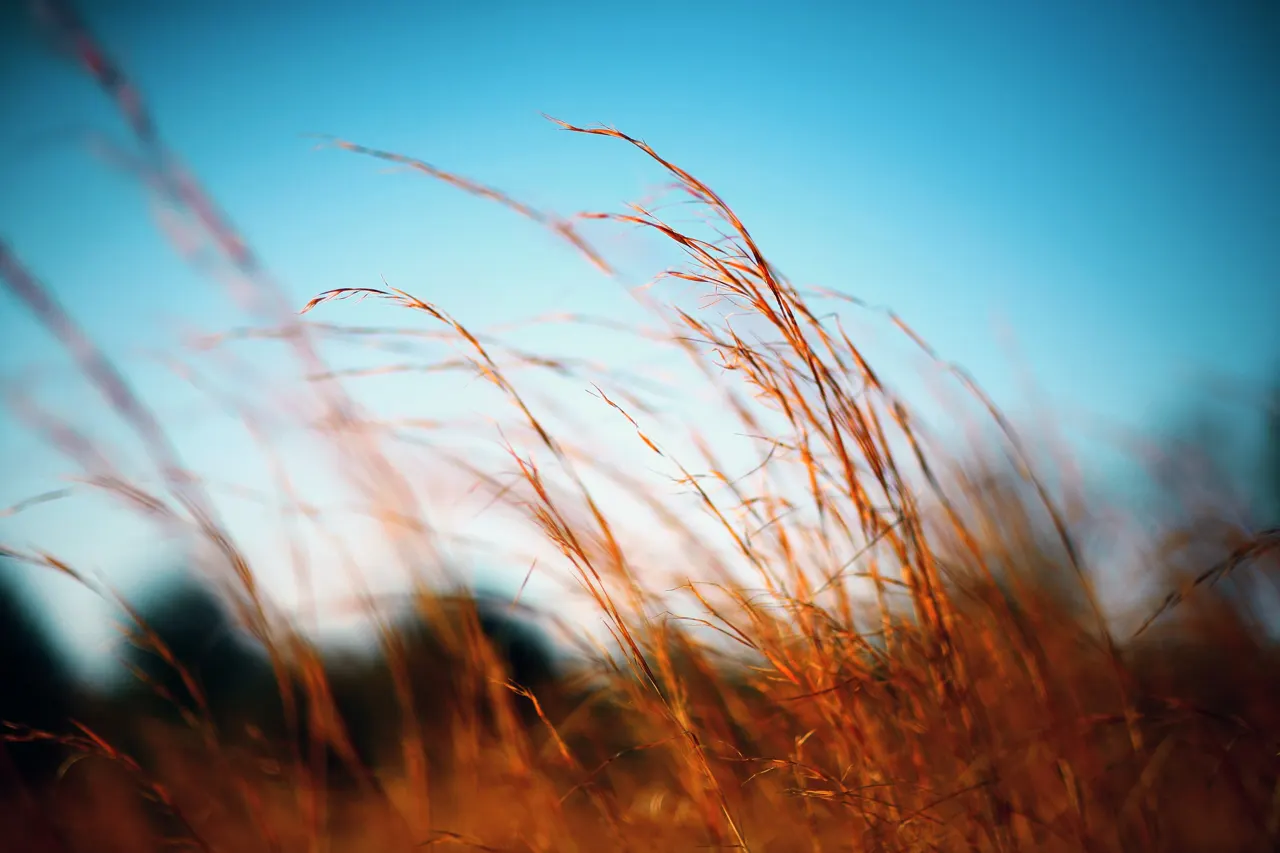 Golden grasses lit by a low sun in Alabama